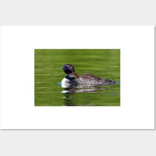 Bucky! - Common Loon with chick Posters and Art